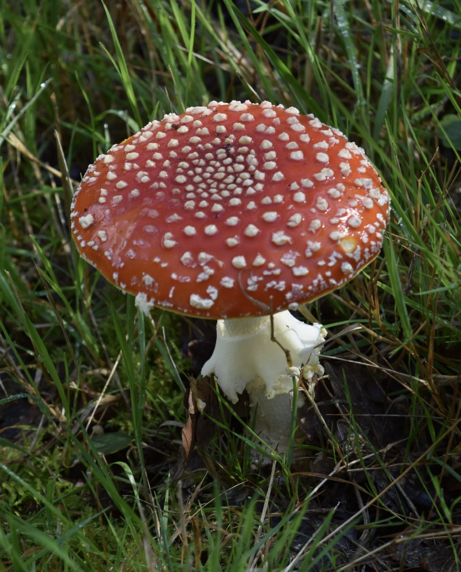 Vliegenzwam - Schimmels - 