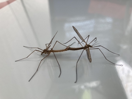 Voortzetting van de soort