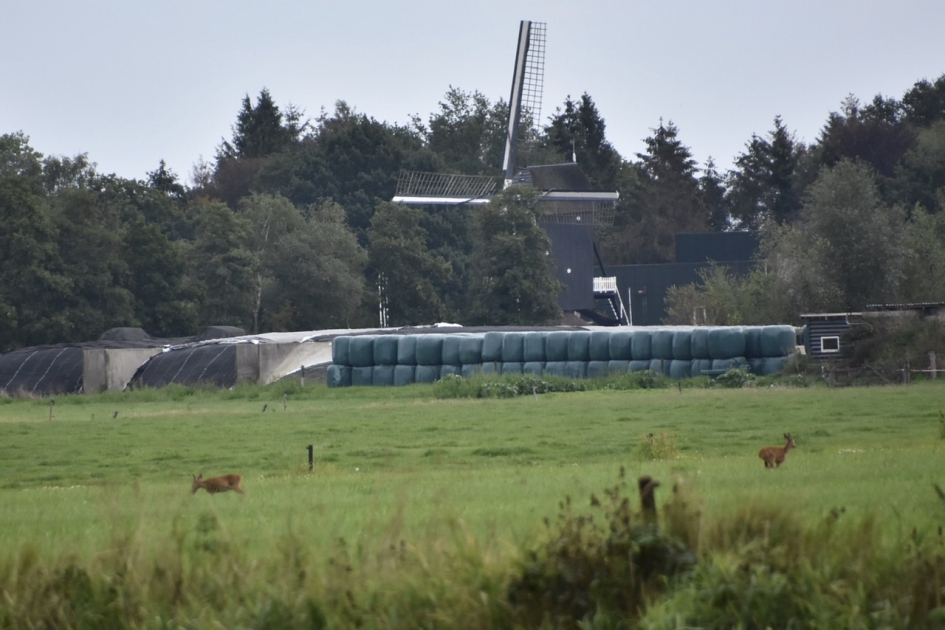 Vroeg, twee reeën - Zoogdieren - 
