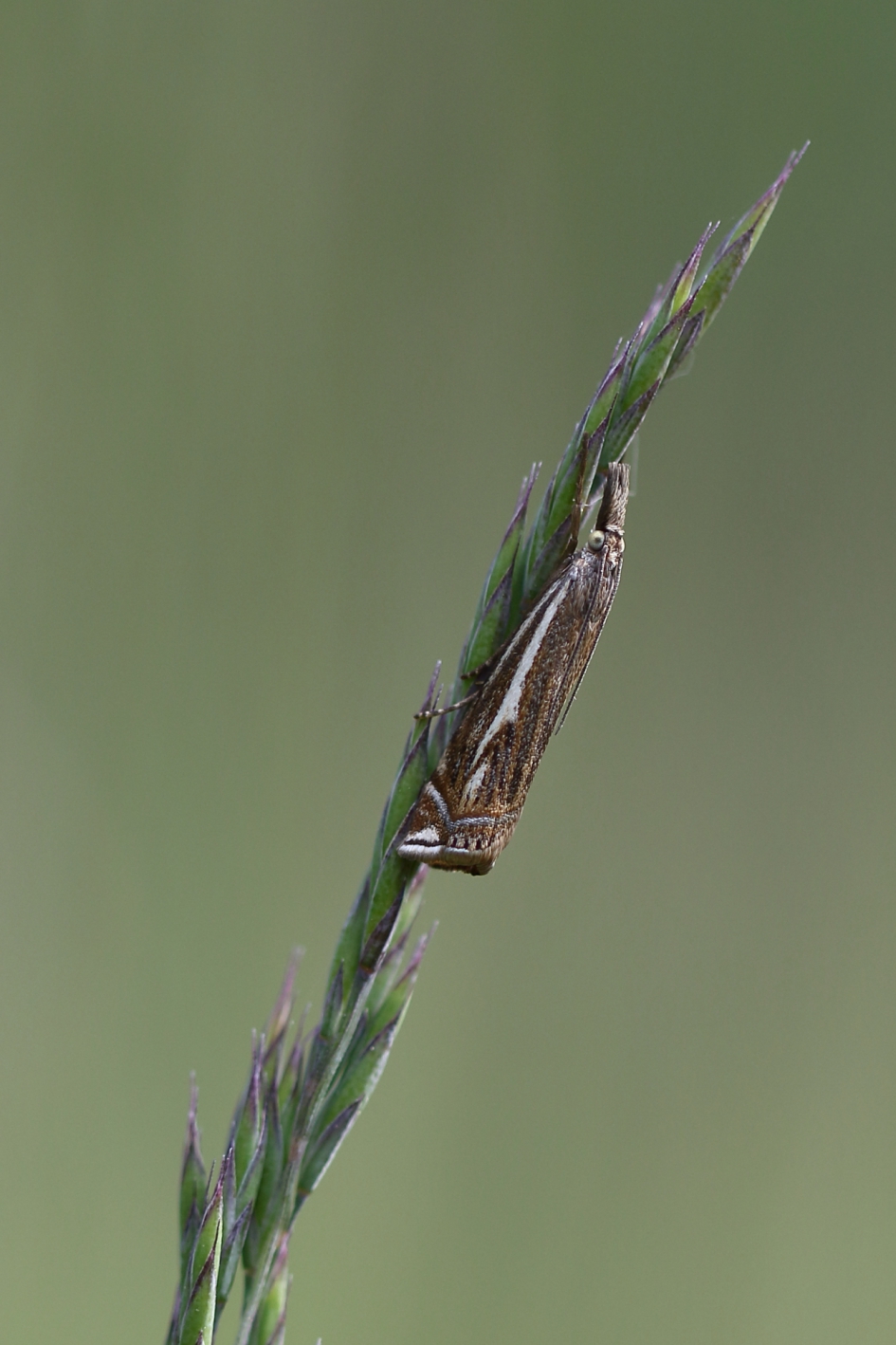 vroege grasmot - Geleedpotigen - vroege grasmot