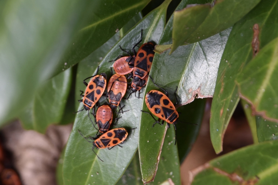 Vuurwantsen - Geleedpotigen - 