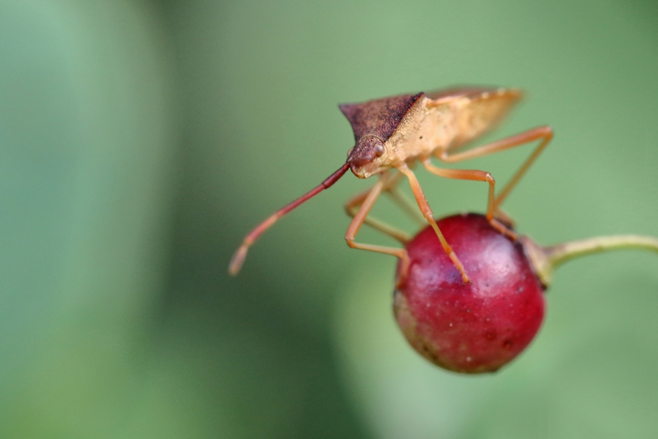 wants in balans - Geleedpotigen - smalle randwants