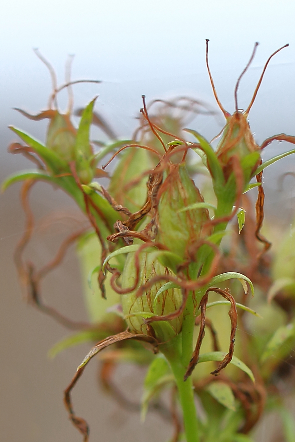 wat rommelig - Planten - gevleugeld hertshooi