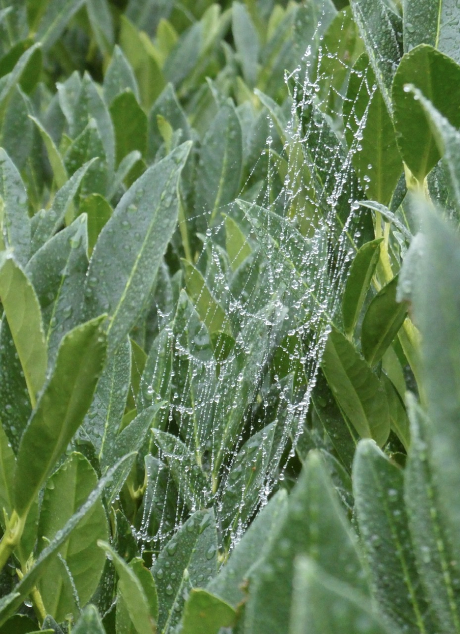 Web met dauwdruppels - Planten - 