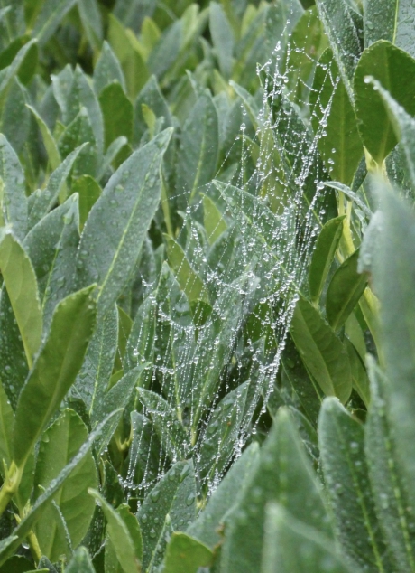 Web met dauwdruppels