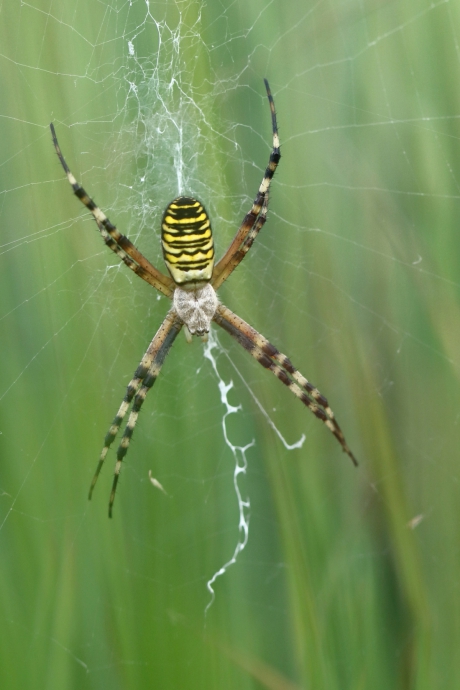 wespspin -foto 1 van 4-