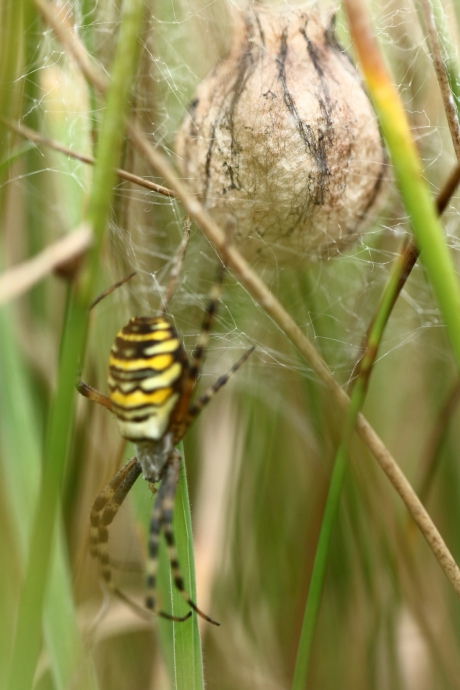 wespspin -foto 2 van 4-