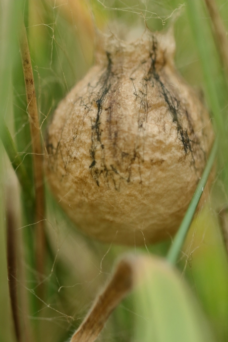 wespspin -foto 3 van 4-