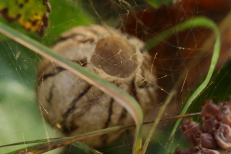 wespspin -foto 4 van 4-