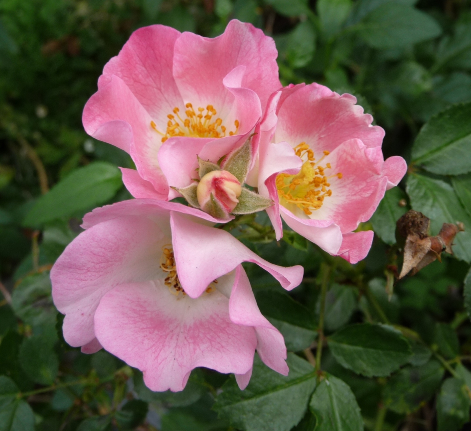 Wild roosje - Planten - 