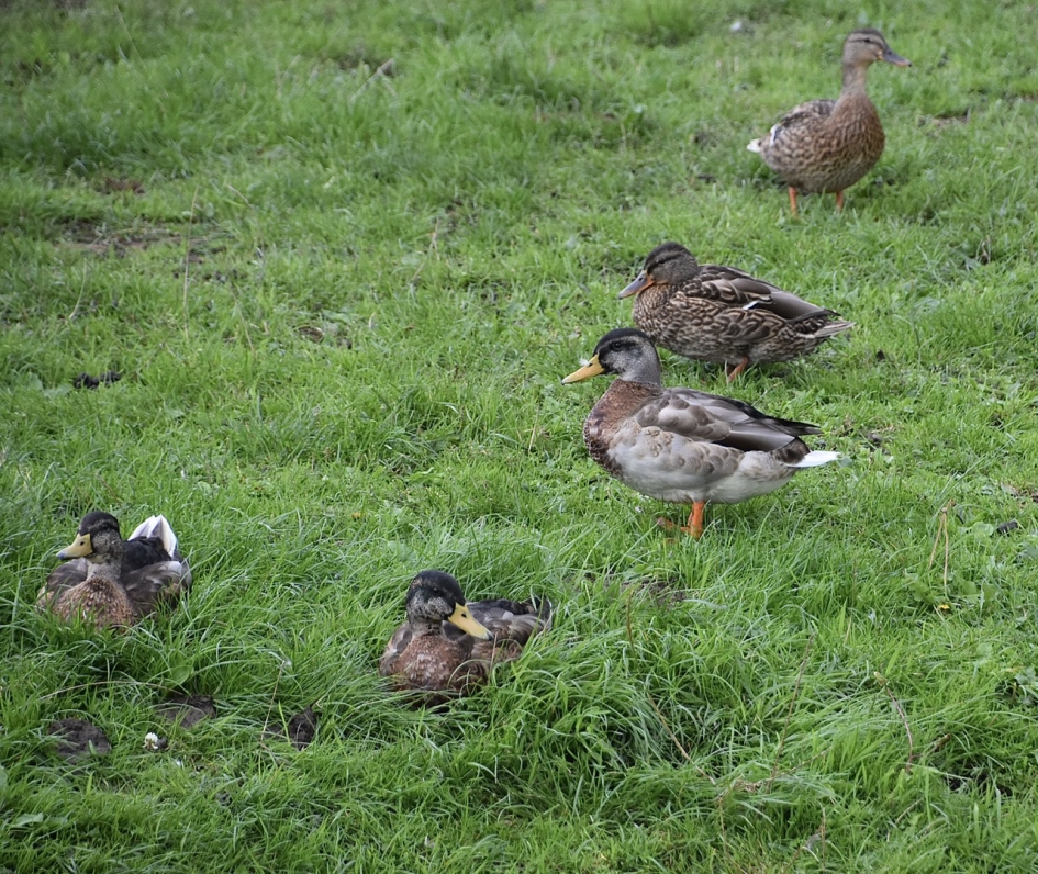 Wilde eenden - Vogels - 