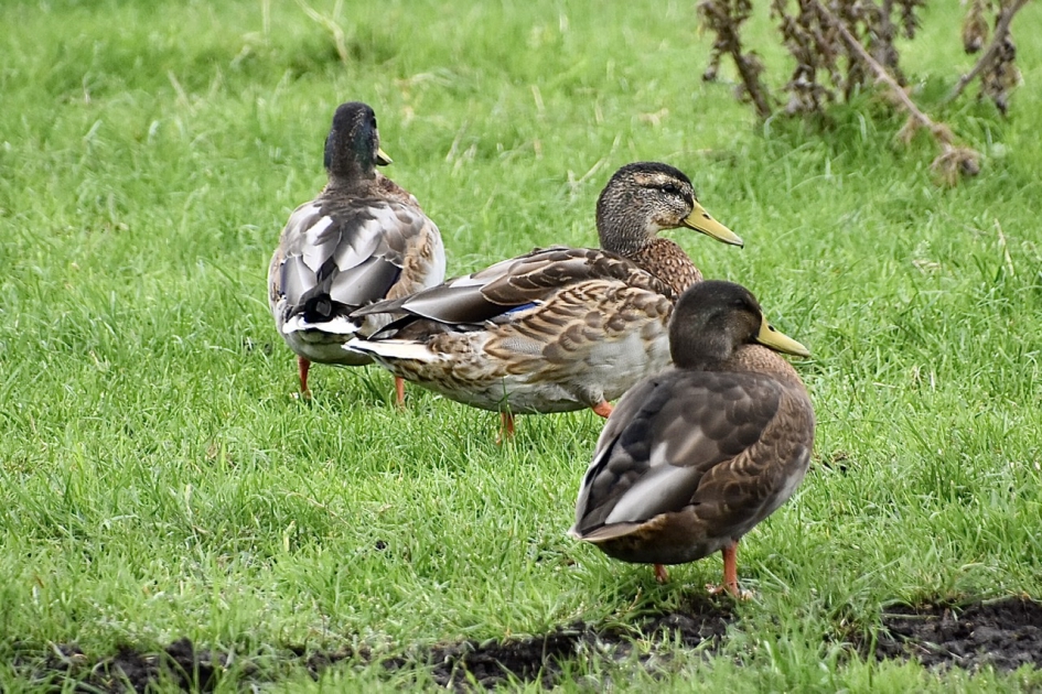 Wilde eenden, nog in de rui - Vogels - 