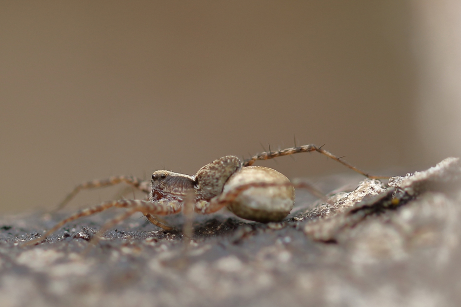 wolfspin -v- - Geleedpotigen - wolfspin