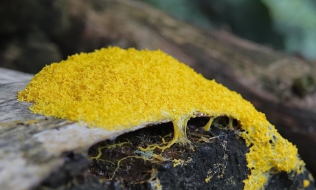 Woud van Heksenboter