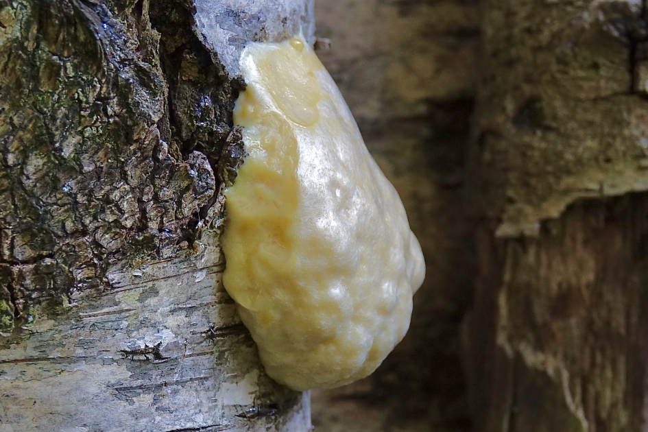 Zilveren Boomkussen - Schimmels - Zilveren Boomkussen