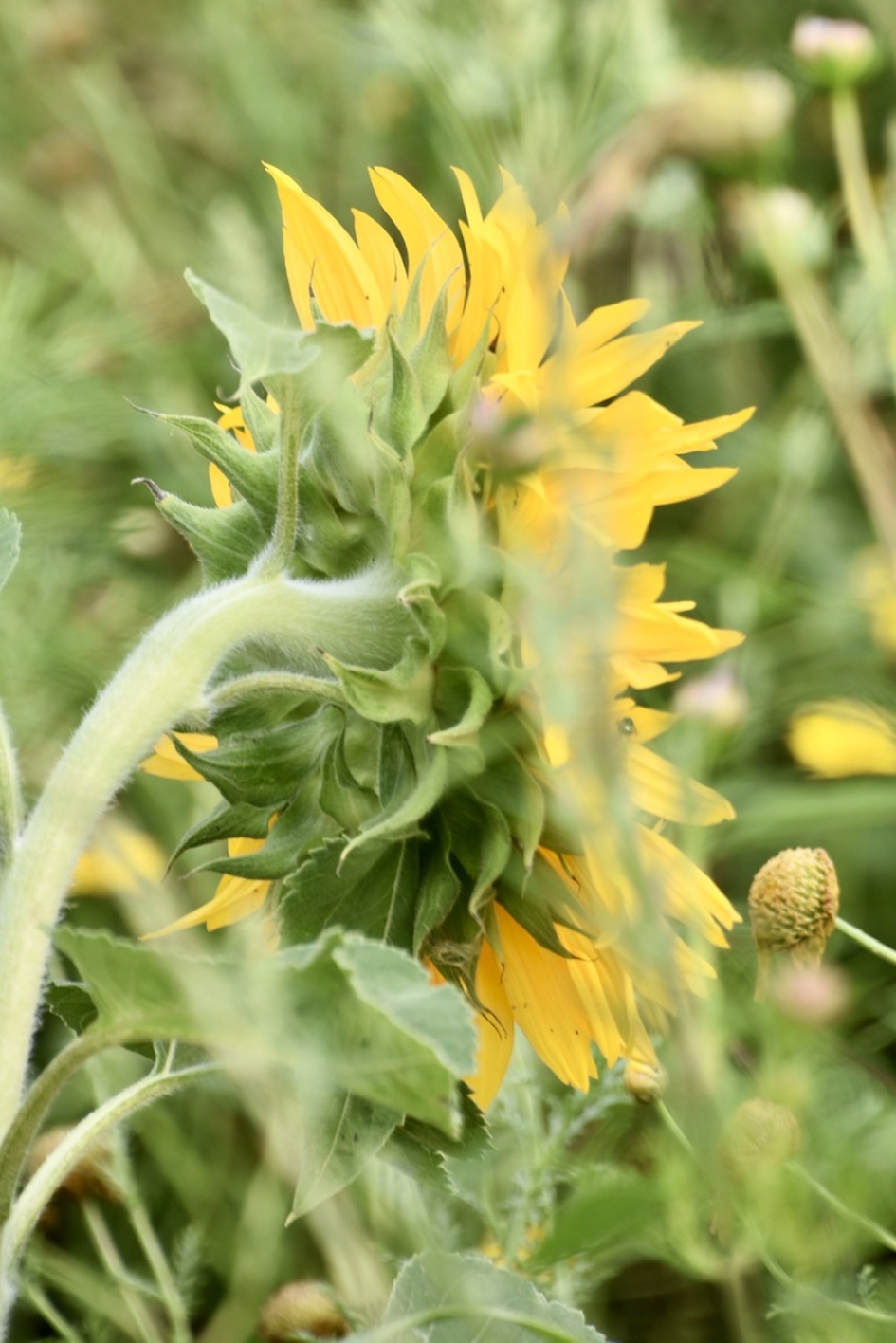 Zonnebloem - Planten - 