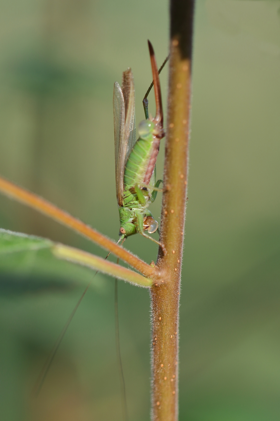 zuidelijk spitskopje -v- - Geleedpotigen - zuidelijk spitskopje