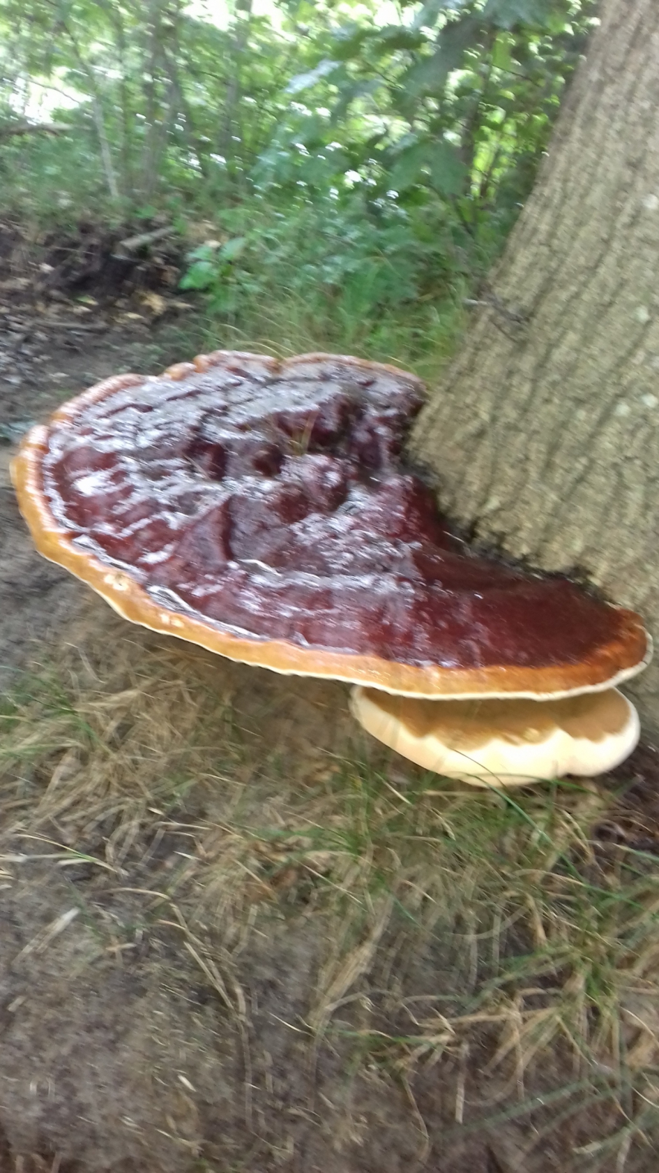 Zwam op eikenboom, Lijkt op kersenvlaai - Schimmels - 