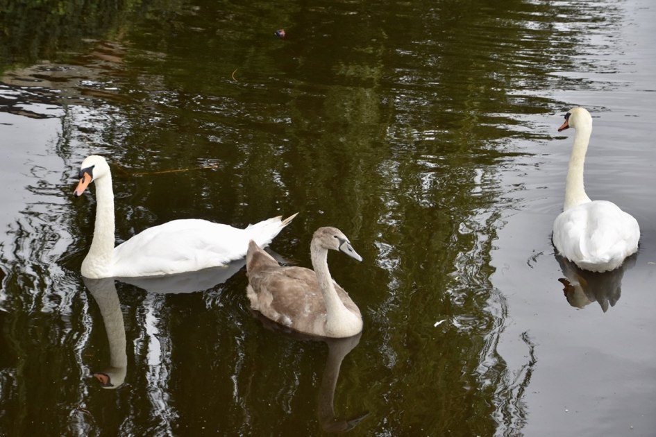 Zwanen familie - Vogels - 