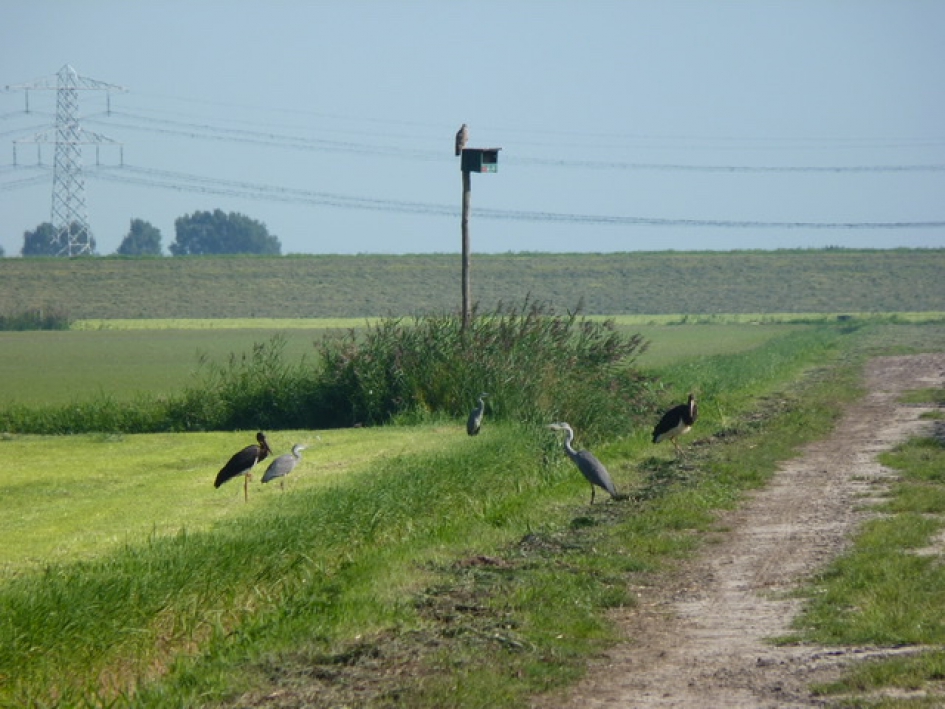 Zwarte ooievaars - Vogels - Zwarte ooievaar