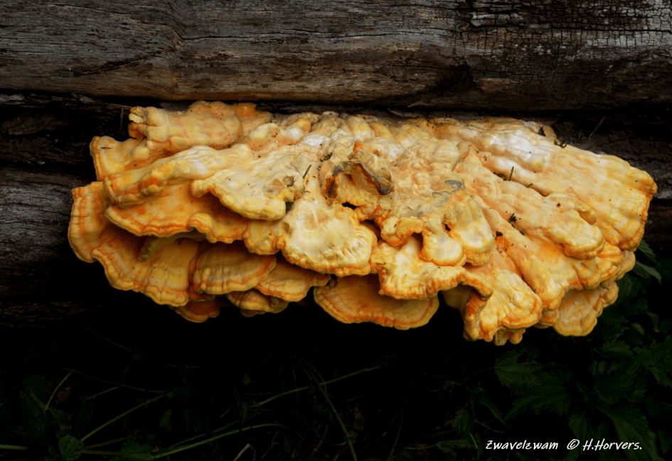 Zwavelzwam - Schimmels - Zwavelzwam