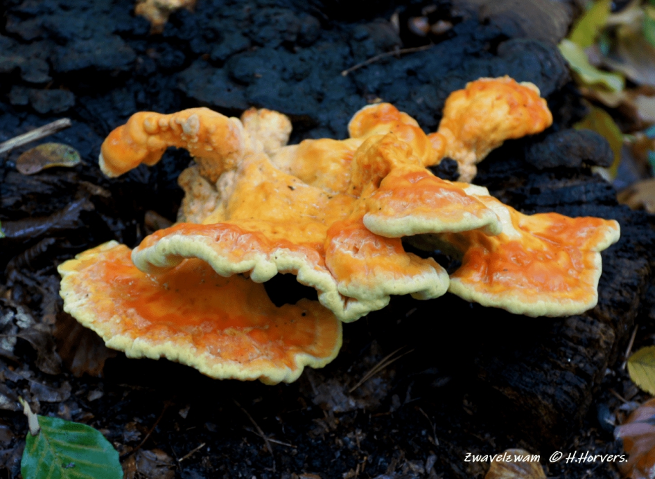 Zwavelzwam - Schimmels - Zwavelzwam