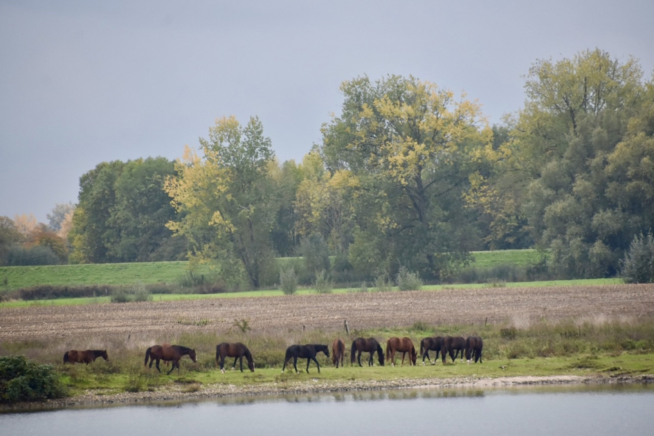 Aan de waterkant... - Zoogdieren - 