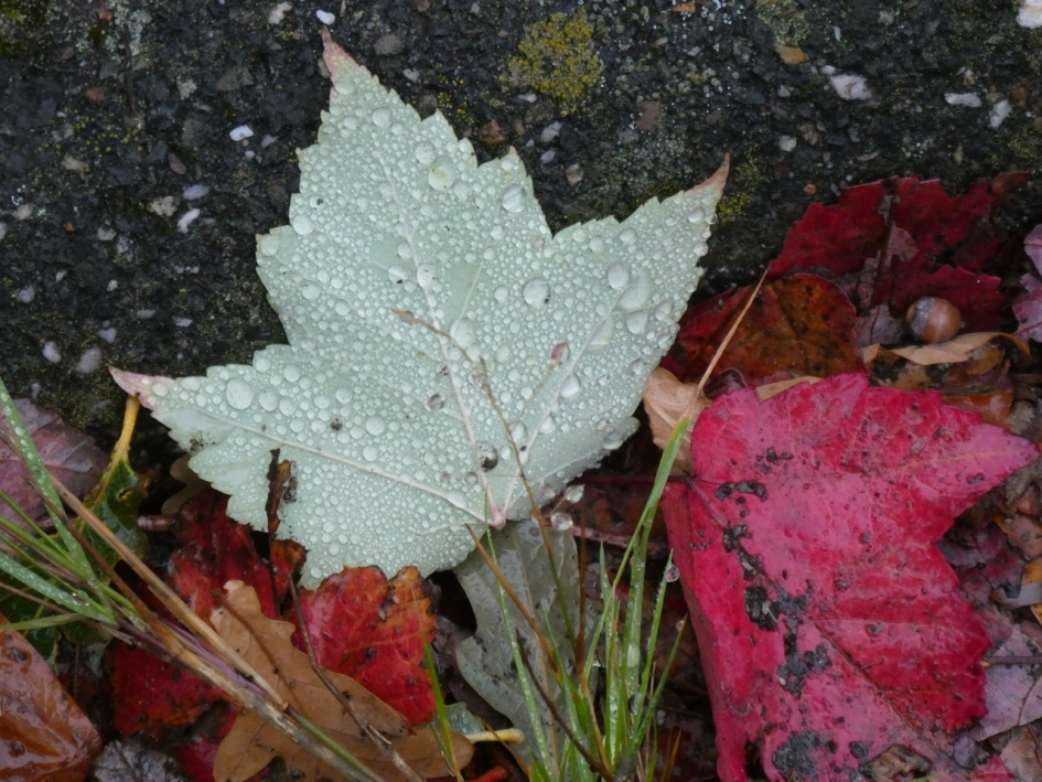 Af en toe een regenbui - Planten - 