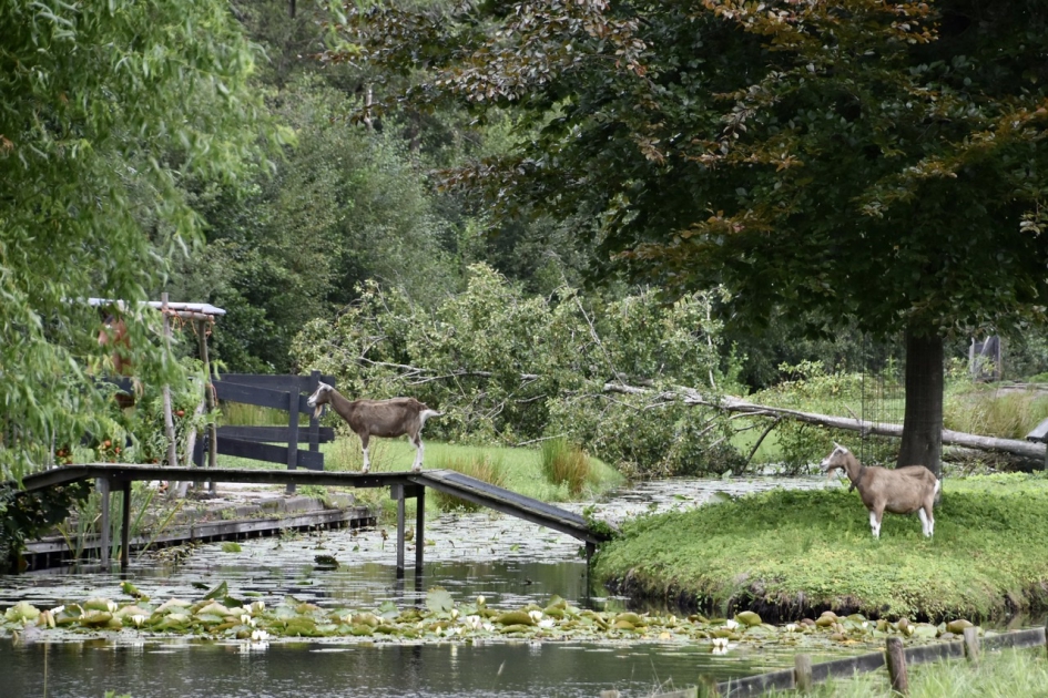 Als er een geit.... - Zoogdieren - 