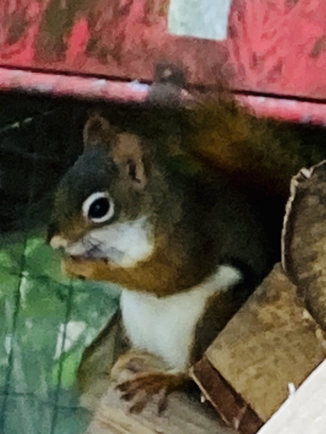 Amerikaanse eekhoorn