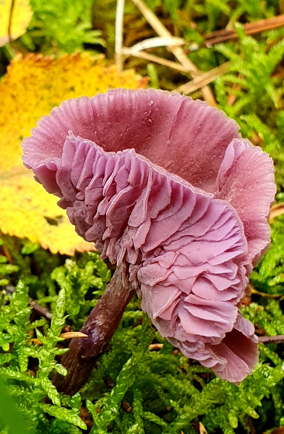 Amethistzwam of rodekoolzwam - Schimmels - Rodekoolzwam of Amethistzwam