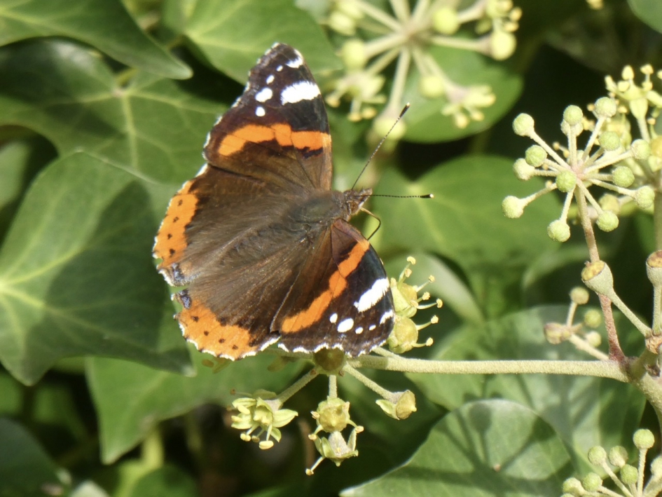 Atalanta - Geleedpotigen - 