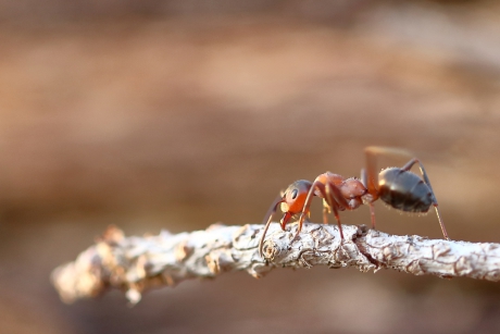 behaarde rode bosmier