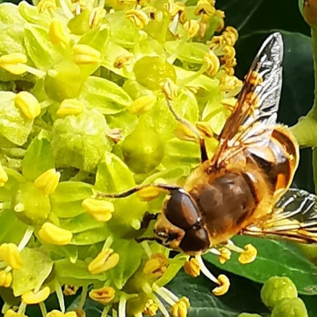 Bijen op hedera