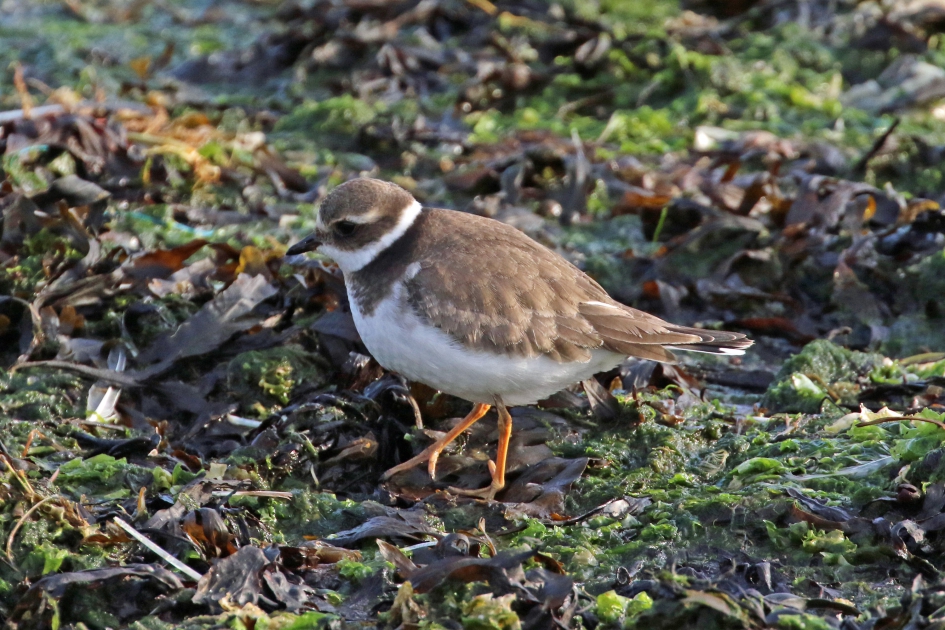 Bontbekplevier - Vogels - 