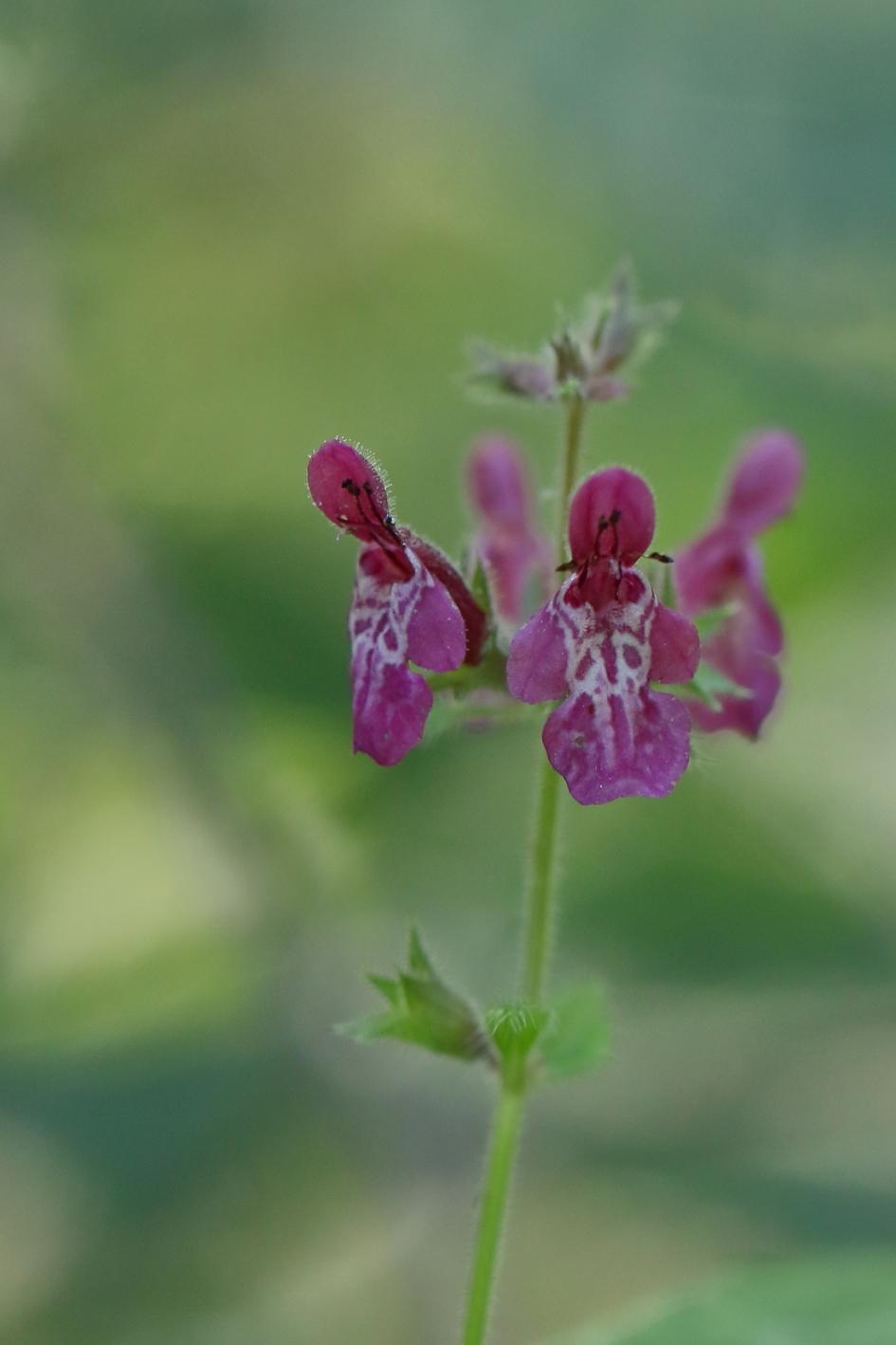 bosandoorn - Planten - bosandoorn