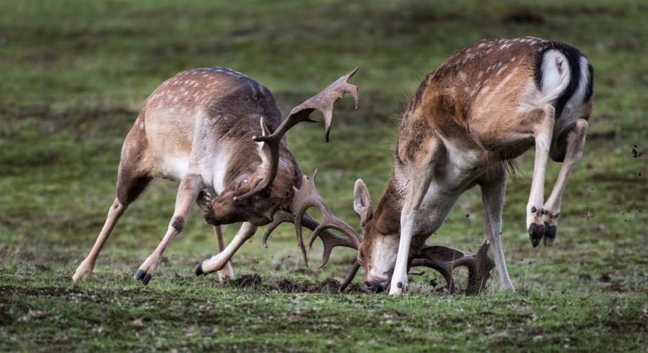 Bronst - Zoogdieren - Damhert