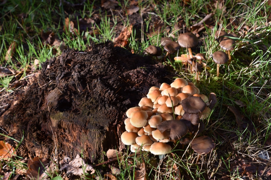 Broodjes rond een stronk - Schimmels - 