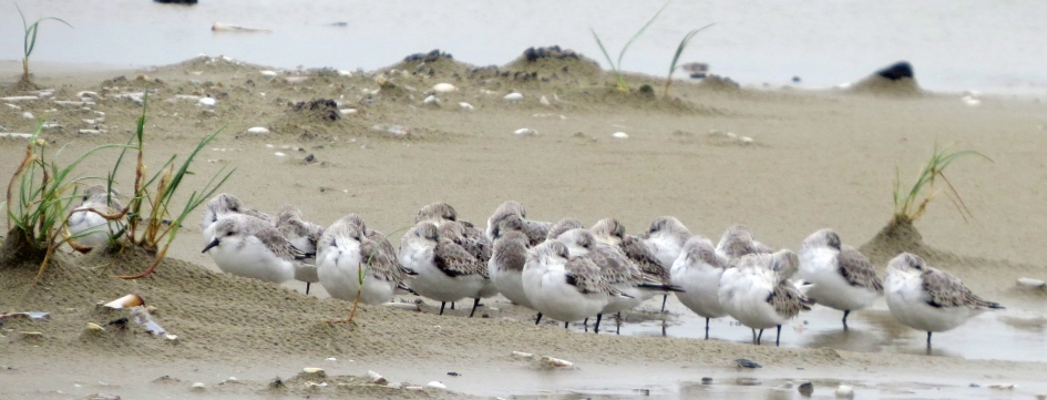 Brrr, koud! - Vogels - 