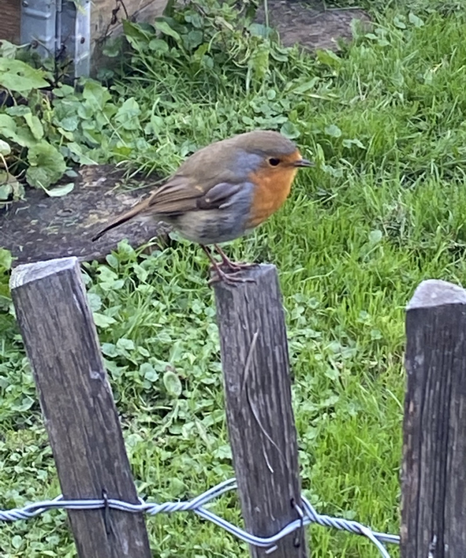 Brutaal Roodborstje - Vogels - Roodborstje