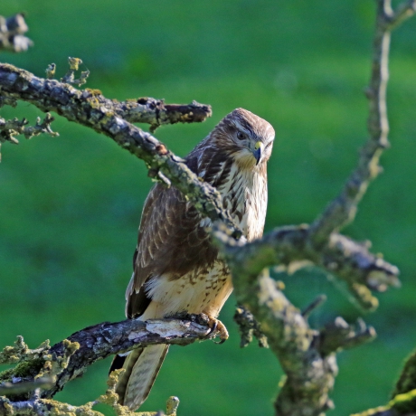 Buizerd (1)