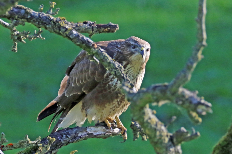 Buizerd (2) - Vogels - 