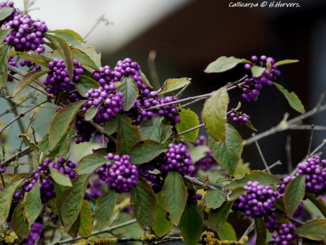 Callicarpa