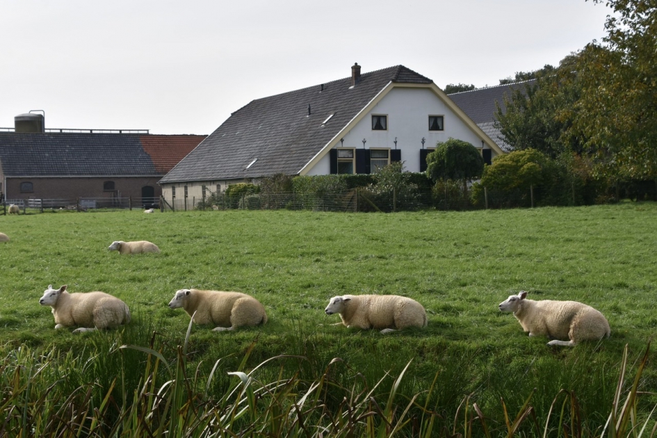 Chillen met z’n vieren - Zoogdieren - 