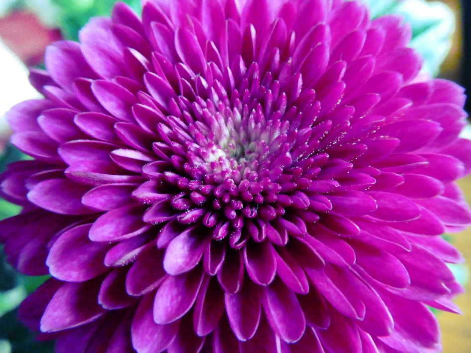 Chrysant - Planten - 