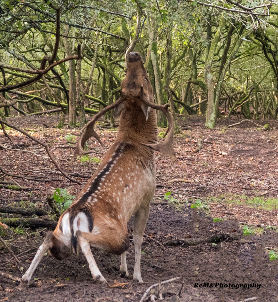 Damhert. - Zoogdieren - Damhert.