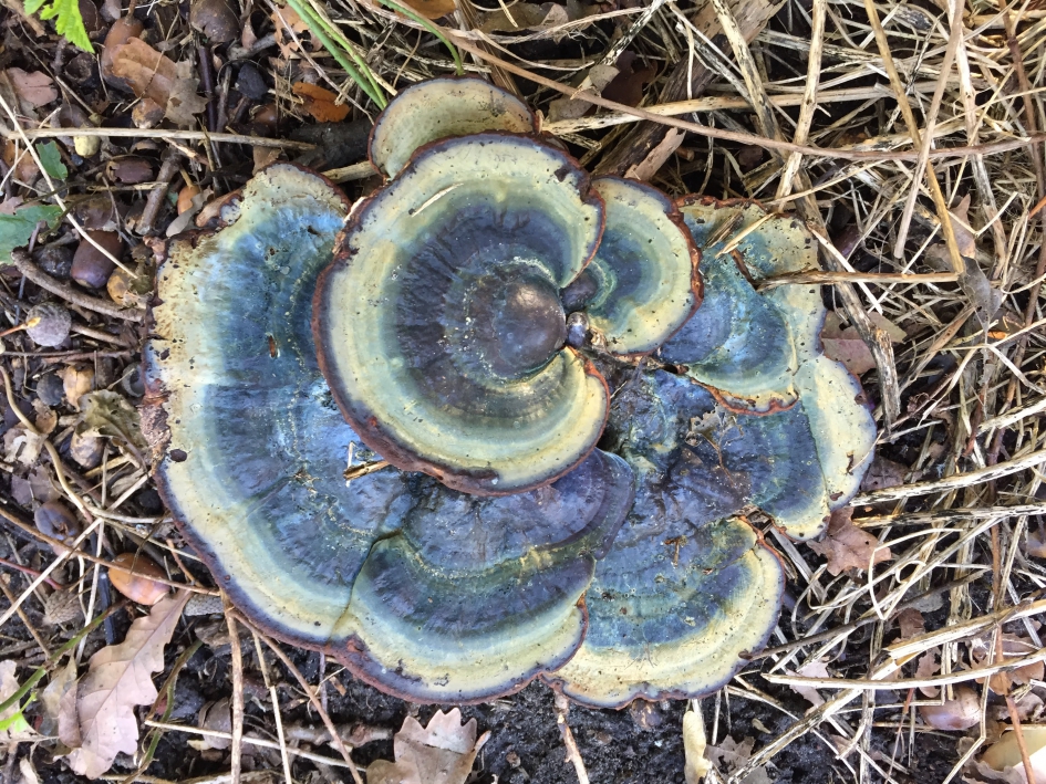 de blauwe kaaszwam - Schimmels - 