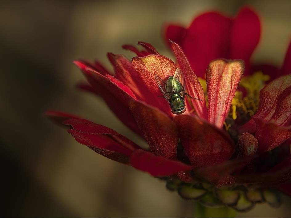 De eerste zonnestralen geven kleur kracht en vrolijkheid mee. - Planten - 