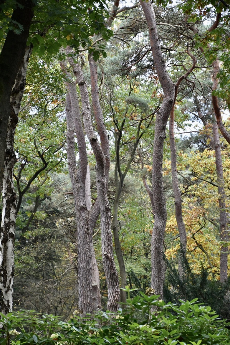 Dennenbomen - Planten - 