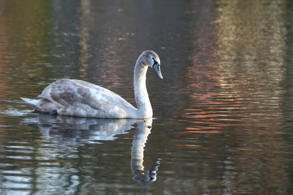 dobberen - Vogels - knobbelzwaan 1ste winter